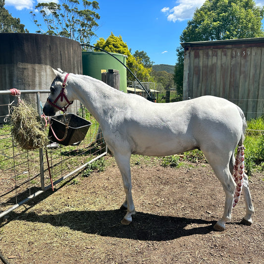 Horse Wash Wednesday - 10 Steps to a Clean Grey Pony