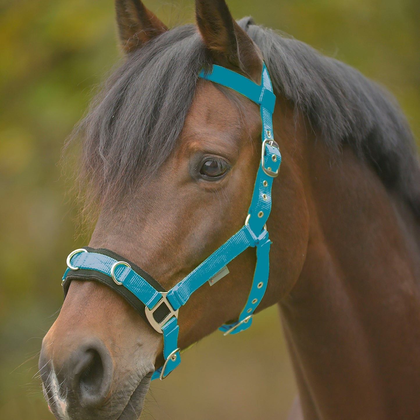 Waldhausen Lunging Cavesson & Rope Set Pony Size